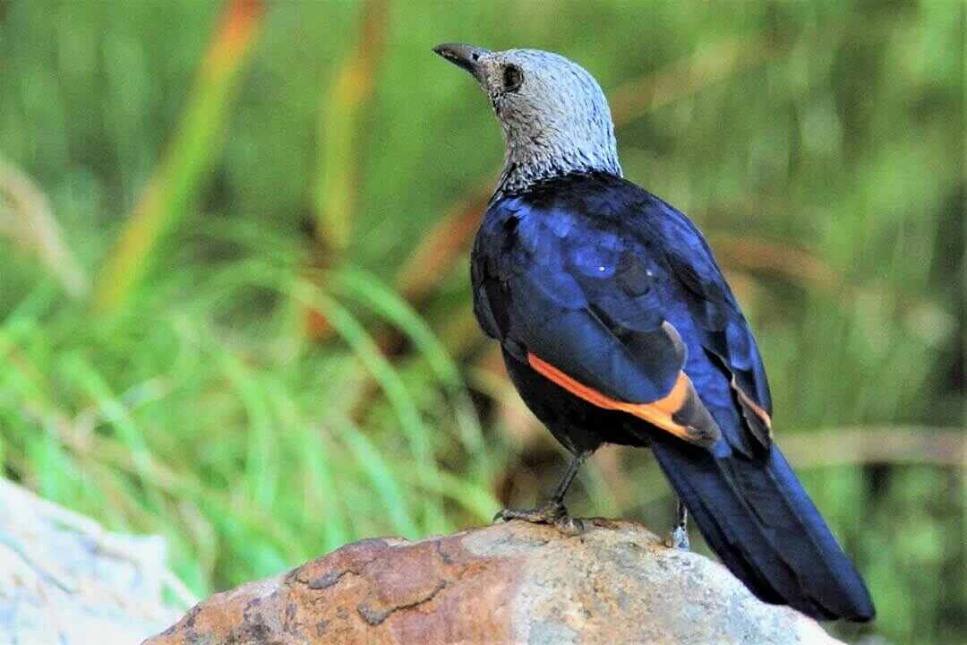 red-winged starling